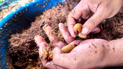 Hodowanie robaków kokosowych w nadziei, że pomoże to mieszkańcom wsi wyrwać się z ubóstwa