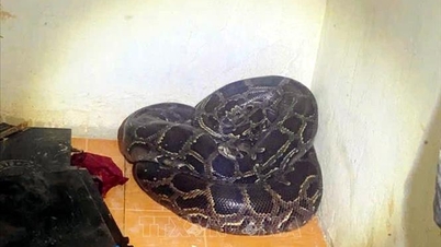 Rzadki pyton ważący ponad 30 kg wypuszczony do środowiska naturalnego