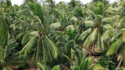 ベトナムのココナッツ産業の持続可能な開発戦略