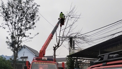 ควรตัดแต่งต้นไม้แห้งโดยเร่งด่วนเพื่อป้องกันไม่ให้ล้มลงเนื่องจากพายุ
