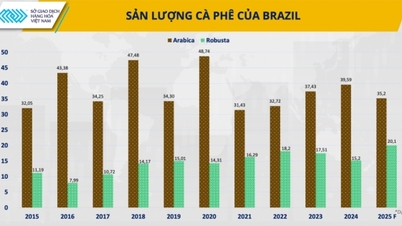 „Setea” globală de cafea, deoarece un nou ciclu record de prețuri este doar o chestiune de timp