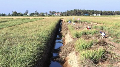 Dong Thap: 100 % av hushållen på saltvattenön Tan Phu Dong har rent vatten att använda.