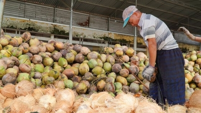 Herstructurering van de kokosindustrie richting ecologie - circulatie - lage emissies