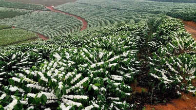 מחיר הקפה היום, 7 בנובמבר 2025: עלייה קלה מקומית, המשך המומנטום העולה העולמי