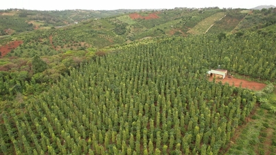 מחיר הפלפל היום 7 בנובמבר 2025: רמת מחירים יציבה, יצוא קרוב לשיא
