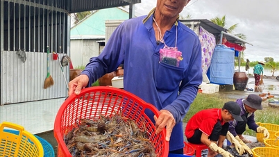 Vinh Binh Karides - Pirinç Kooperatifi yükselişte