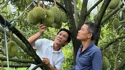Protecting Vietnamese durian brand: Can't just 'ban' but must 'teach new ways'