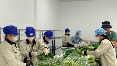 Ειδικά νέα στην εφημερίδα Hanoi Moi στις 7 Νοεμβρίου 2025