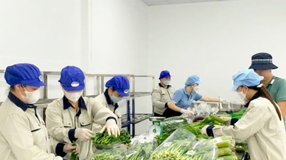 Hanoi boekt doorbraak in OCOP-producten uit gespecialiseerde gebieden