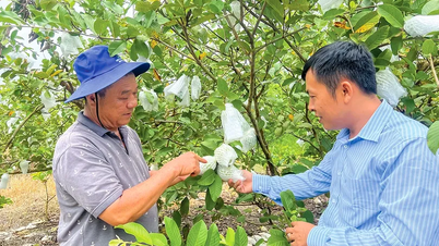 Can Tho has 29 newly established agricultural cooperatives.