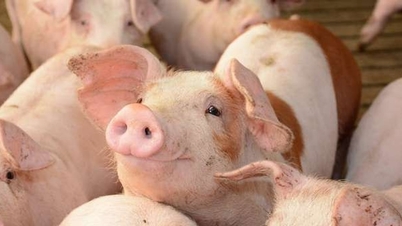 Prețul porcului pe 7 noiembrie continuă să scadă, în unele locuri din nord ajungând la 49.000 VND/kg