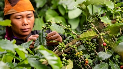 Prisene på landbruksprodukter 7. november 2025: Kaffe økte litt, pepper var stabil