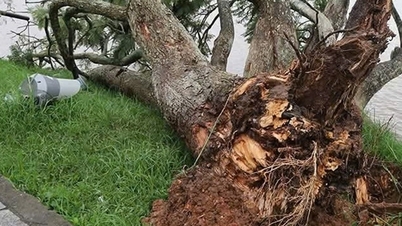 De mooiste paarse poinciana-boom in Dalat is omgevallen naast het Xuan Huong-meer
