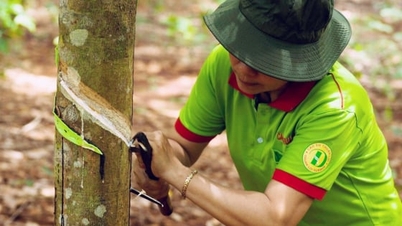 Harga getah hari ini 7 November 2025: Turun naik bercampur