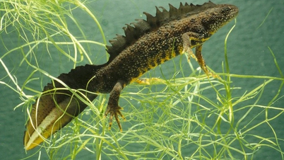 ค้นพบความงามอันเป็นตำนานของซาลาแมนเดอร์หงอนเหนือ