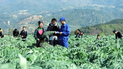 Zdokonalování mechanismů a politik – základ pro rozvoj oblastí s nerostnými surovinami, nevyhnutelný směr pro udržitelný vietnamský farmaceutický průmysl