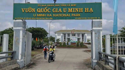 Cà Mau: Vườn Quốc gia U Minh Hạ phát hành 2.600 vé câu cá không đúng quy định