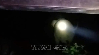 野生の象が唐村の家の台所に現れ、餌を探していた。