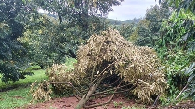 Xã Cư Pơng thiệt hại 10 tỷ đồng sau bão số 13