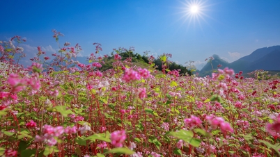 ฤดูดอกบัควีทในเตวียนกวาง - ความงดงามอันน่าหลงใหลท่ามกลางเมฆและท้องฟ้า