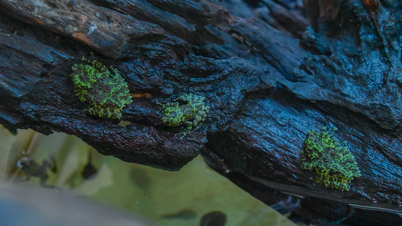 Close-up van een krokodillenhagedis in Vietnam, aanwezig sinds de tijd van de dinosauriërs