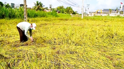 Risiko for avlingssvikt på grunn av høyvann og kraftig regn