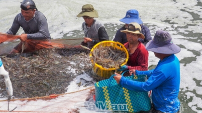 بسیاری از راهکارهای نوآورانه برای توسعه صنعت میگو