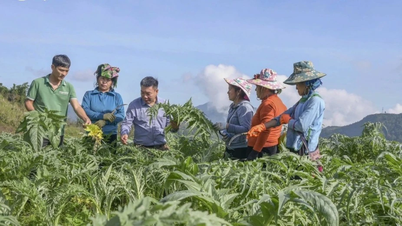 Sa Pa Artichoke: "Sweet fruit" from a sustainable linkage model