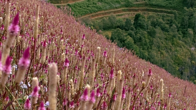 Zagubiony w Mu Cang Chai w sezonie kwitnienia Chi Pau