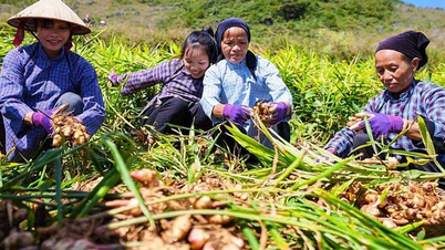 Nông nghiệp hữu cơ - hướng sản xuất nâng cao giá trị nông sản - Báo Cao Bằng điện tử