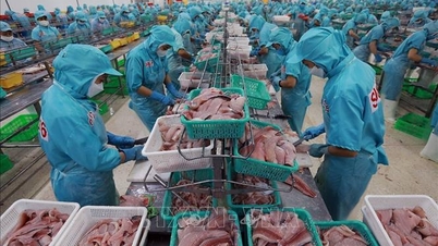 Vietnam exporta el primer cargamento de tilapia a Brasil.