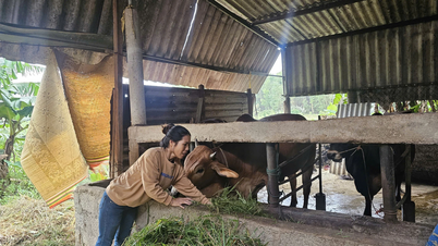 ប្រសិទ្ធភាពនៃកម្មវិធី "ជួយកសិករ"