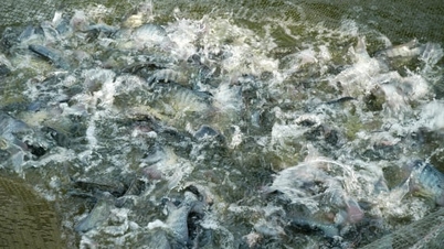 Tilapia vietnameză are multe avantaje, dar nu a făcut încă un progres semnificativ.