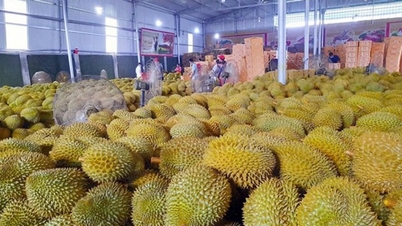 Prețul durianului astăzi, 8 noiembrie: durianul thailandez a scăzut la 80.000 VND/kg