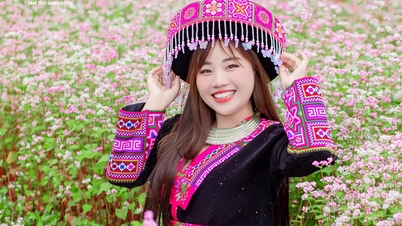 موسم ازدهار زهرة الحنطة السوداء، تدعو الفتيات الصغيرات بعضهن البعض إلى دونغ فان للبحث عن صور جميلة