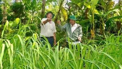 Lưu giữ 'tổ tiên' của cây lúa