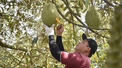 ‘Ngôi sao mới’ trên bản đồ xuất khẩu