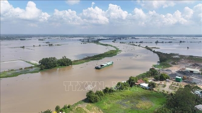 Lũ trên sông Vàm Cỏ Đông, Vàm Cỏ Tây vượt báo động III, nguy cơ ngập sâu, vỡ đê