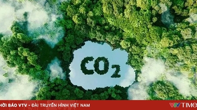 Google buys carbon credits from Amazon reforestation project