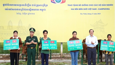 Przekazanie krów hodowlanych gospodarstwom domowym na terenach przygranicznych