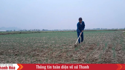 Nga Son បង្កើនតម្លៃពីផលិតកម្មដំណាំរដូវរងា