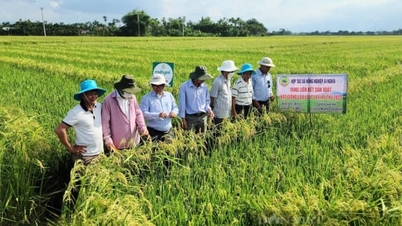 Avances en la economía cooperativa y el desarrollo rural verde en la nueva era