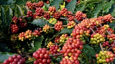 Coffee prices are good, Central Highlands farmers hit it big in the "brown gold" season
