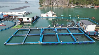 El Departamento de Agricultura y Medio Ambiente de Quang Ninh se centra en la implementación de 3 pilares.