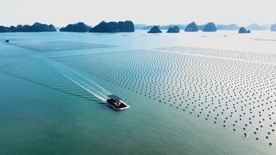 ត្រួសត្រាយផ្លូវសម្រាប់កសិកម្មសមុទ្ររបស់វៀតណាម