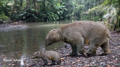 Дивний гібрид слона та кенгуру вимер.
