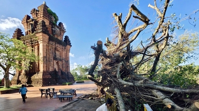 ដំណឹងដ៏ក្រៀមក្រំនៃដើមឈើអាយុជាង 100 ឆ្នាំនៅលើទីតាំងវត្ថុបុរាណ Nhan Tower ត្រូវបានដួលរលំដោយព្យុះ Kalmaegi: កិច្ចខិតខំប្រឹងប្រែងជួយសង្គ្រោះវា!