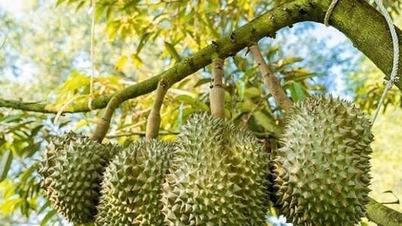 Giá sầu riêng hôm nay 9/11: Tăng nhẹ, Thái đạt 95.000 đồng/kg