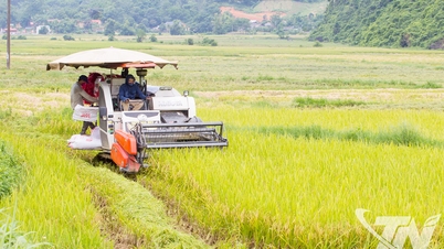 Thai Nguyen secara proaktif menggunakan pengeluaran tanaman musim sejuk