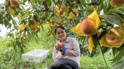 'Escudo' para proteger os agricultores